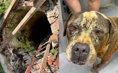 Cão se assusta com fogos de artifício e cai em poço de quase 5 metros