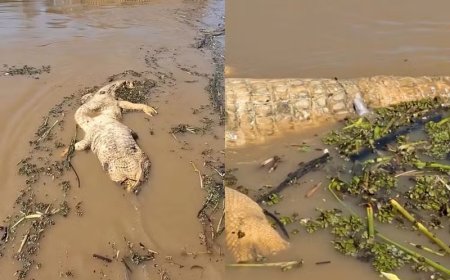 Vídeo mostra cardume de candirus devorando carcaça de jacaré em rio