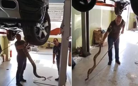 VÍDEO: jiboia é resgatada escondida em motor de carro