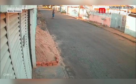 Homem mata gato a pauladas: “Defecava perto da cozinha”