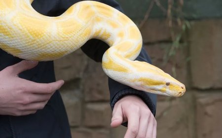Mulher tenta embarcar com cobra píton escondida no sutiã e acaba descoberta