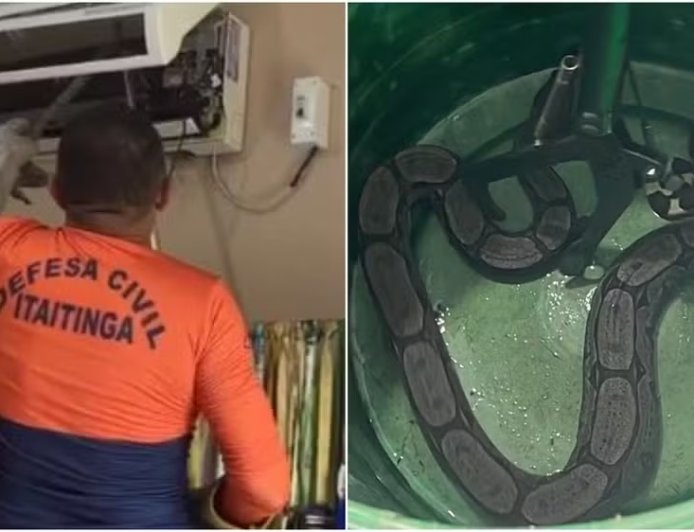 Jiboia é resgatada dentro de aparelho de ar-condicionado