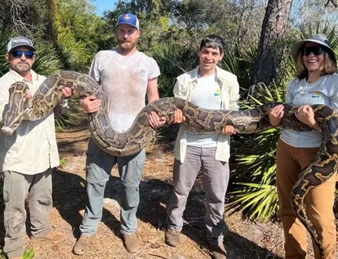 Concurso oferece mais de R$ 51 mil para o caçador que matar mais cobras invasoras
