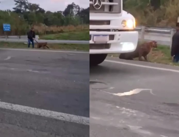 Homem puxa onça-parda pelo rabo no meio de rodovia. Veja vídeo