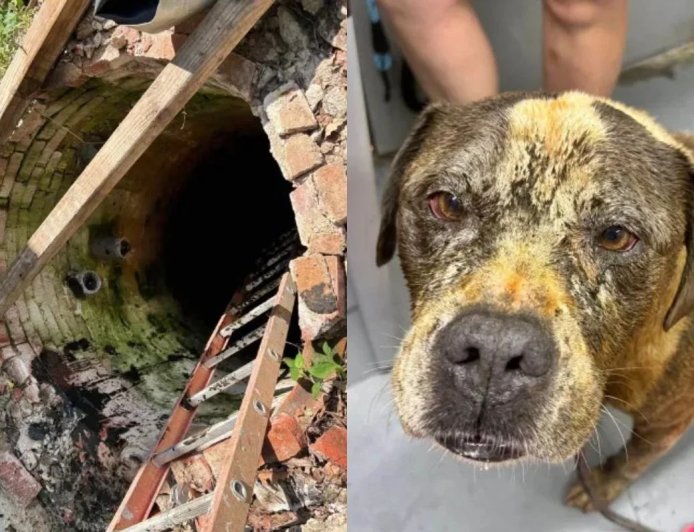 Cão se assusta com fogos de artifício e cai em poço de quase 5 metros