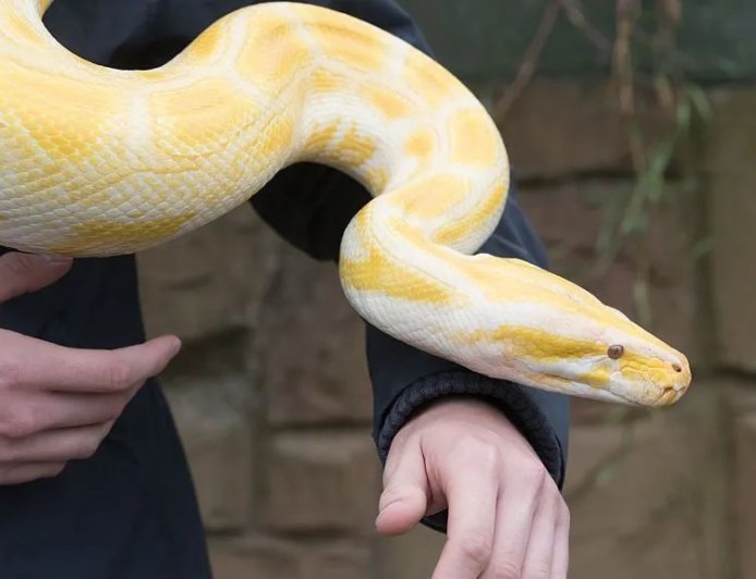 Mulher tenta embarcar com cobra píton escondida no sutiã e acaba descoberta