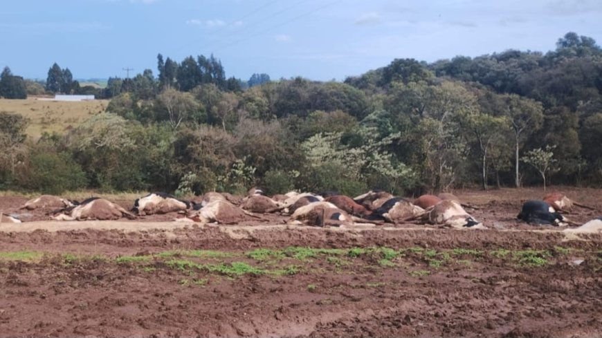 Tragédia no campo: 32 vacas morrem eletrocutadas após rompimento de cabo de energia