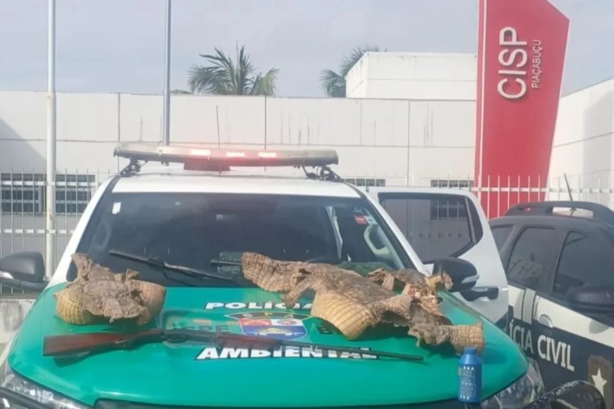 Polícia encontra espingarda e peles de três jacarés durante operação em Alagoas