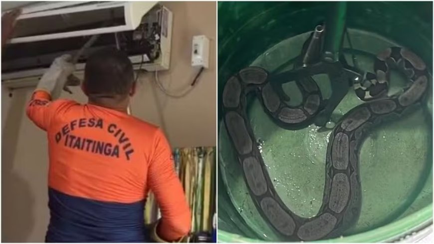 Jiboia é resgatada dentro de aparelho de ar-condicionado