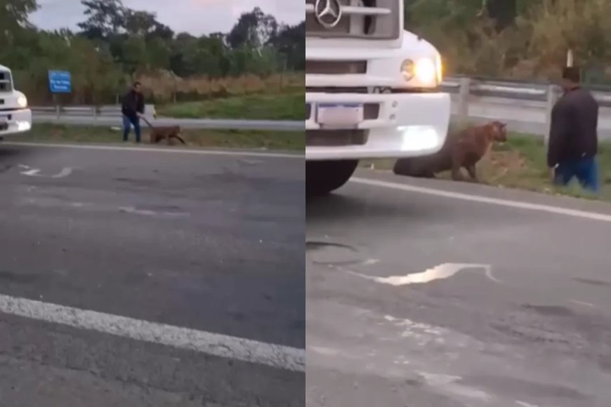 Homem puxa onça-parda pelo rabo no meio de rodovia. Veja vídeo