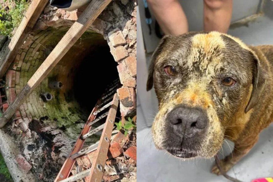 Cão se assusta com fogos de artifício e cai em poço de quase 5 metros