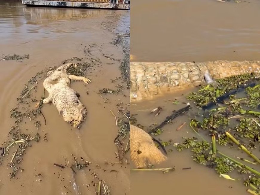 Vídeo mostra cardume de candirus devorando carcaça de jacaré em rio