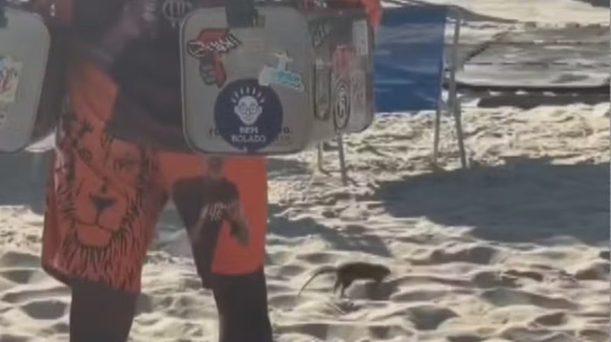VÍDEO || Até o rato resolveu curtir o sol, roedor ‘passeia’ entre banhistas nas areias do Leblon