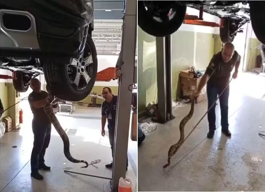 VÍDEO: jiboia é resgatada escondida em motor de carro