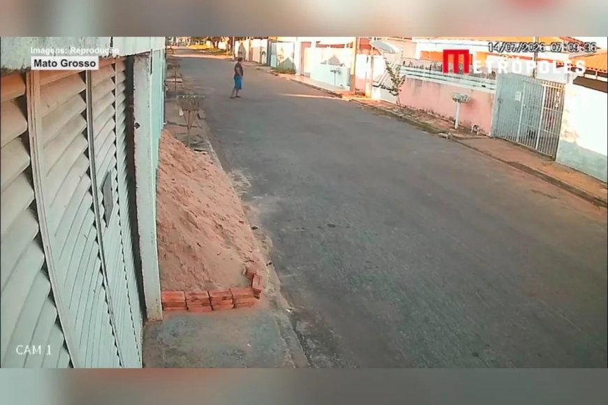 Homem mata gato a pauladas: “Defecava perto da cozinha”