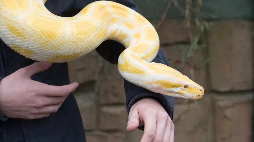 Mulher tenta embarcar com cobra píton escondida no sutiã e acaba descoberta